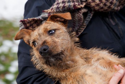 Nicki, Mischling, Feb. 2016