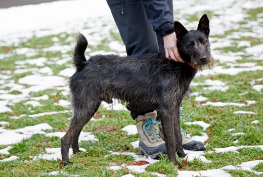 Ralfi, Mischling, April 2015