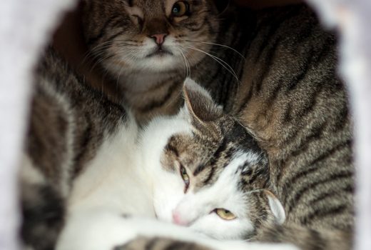 Benno, EKH, geb. 07/2016