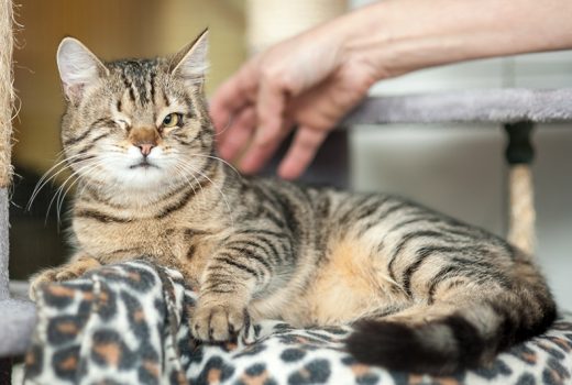 Carlotta, EKH, geb. 08/2016