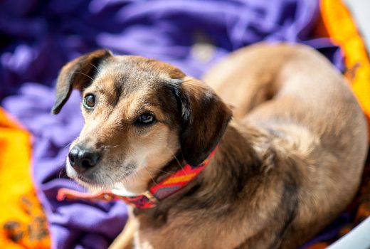 Emma, Mischling, Juli 2009