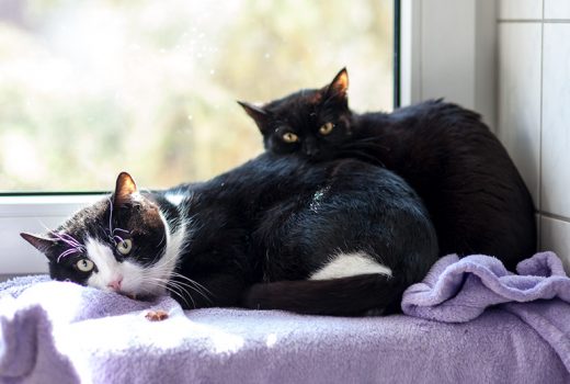 Fridolin und Mabel, EKH, 2008/2015