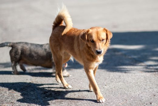 Paul, Mischling, März 2016