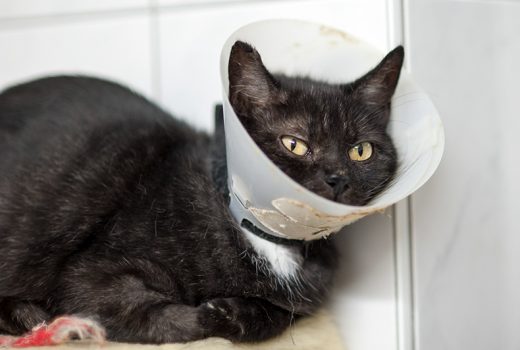 Prim, EKH, geb. 2013