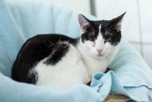 Smaylo, EKH, geb. 07/2016