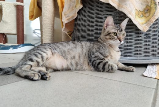 Bine, EHK, August 2020