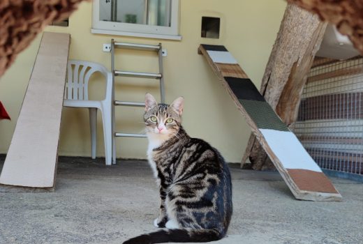 Carlotta, EHK, geb. 2019