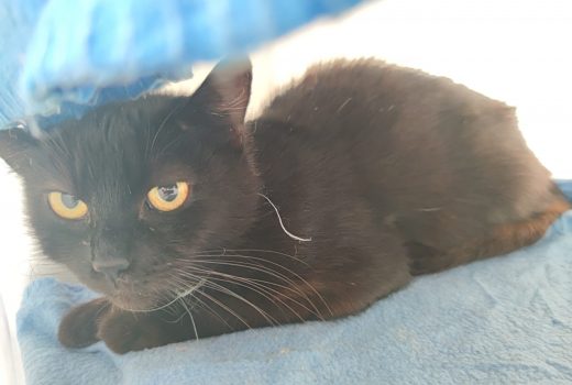 Kessy, EHK, geb 2019