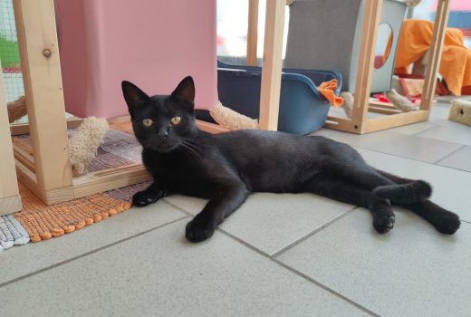 Lenny, EHK, geb. 2020