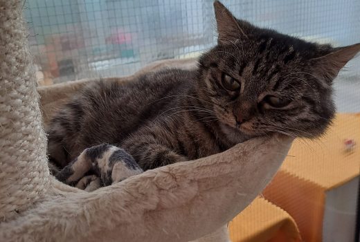 Dinnah – EHK – vermittelt