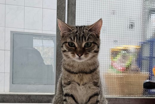 Oskar – EHK Okt. 2023 – vermittelt