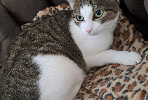 Freya – EHK geb. 2021 – vermittelt