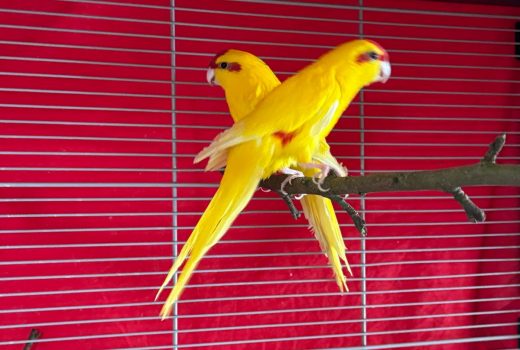 Zwei Ziegensittiche Vater und Sohn