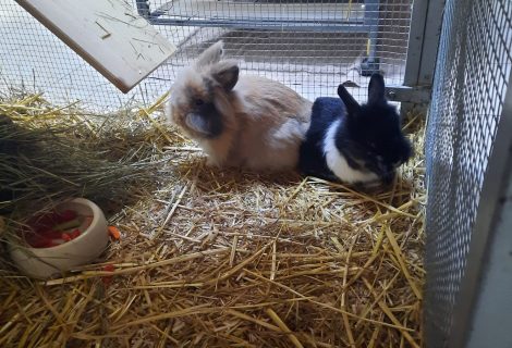 Max und Möhrchen