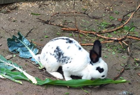 Sisslil sucht DRINGEND ein zu Hause