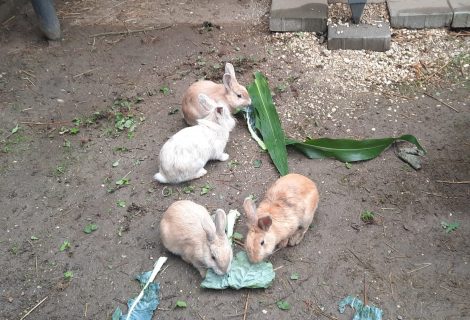 Kleine Kaninchen