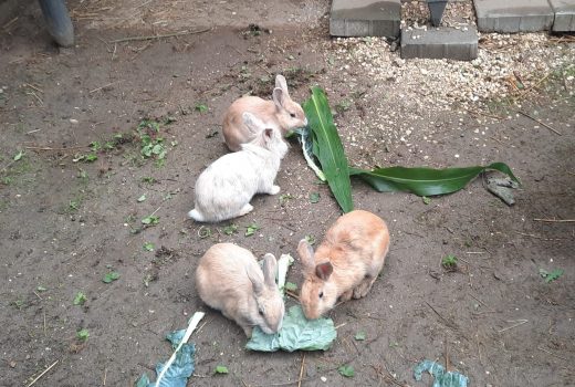 Kleine Kaninchen