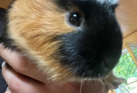 Balu