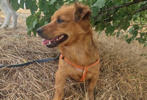 „Lucky“ der kleine Freund