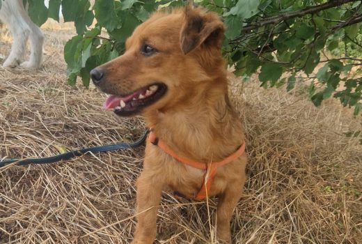„Lucky“ der kleine Freund