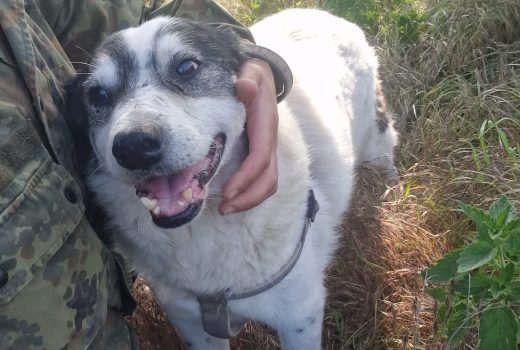 „Maximus“ sucht seinen letzten Lebensplatz