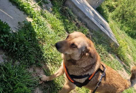 „Snoopy“ kleiner, geduldiger Schatz