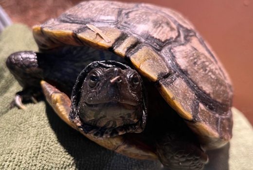 Maris – Wasserschildkröte weiblich