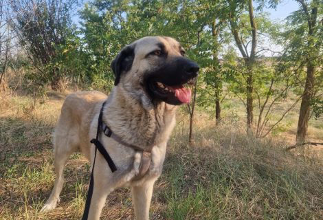 „Frieda“, die trotz ihrer Größe, die blonde, sanfte Freundin ist