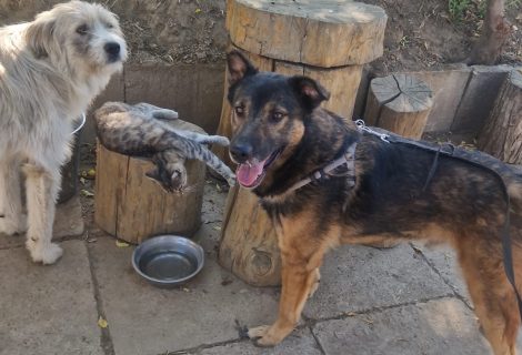„Vito“ auf Entdeckungstour und immer freundlich und neugierig