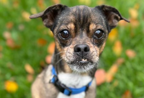 Giesbert geb,2012 Giesbert geb,2012