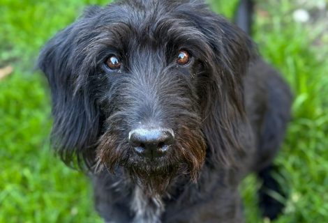 Sweety geb. 2017 Sweety geb. 2017