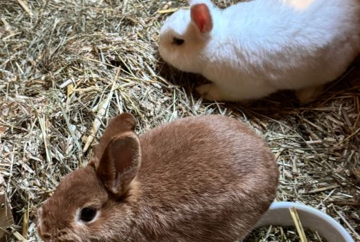 Flocke und Socke geb. 04.25