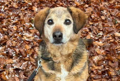 Blacky und Mädi geb. 2013 Blacky und Mädi geb. 2013