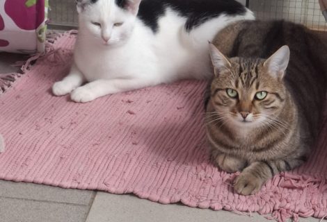 Xaver – EHK geb. 12.04.2024 Xaver – EHK geb. 12.04.2024