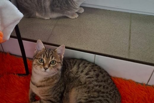 Cleo und Chloe geb. 07.2025