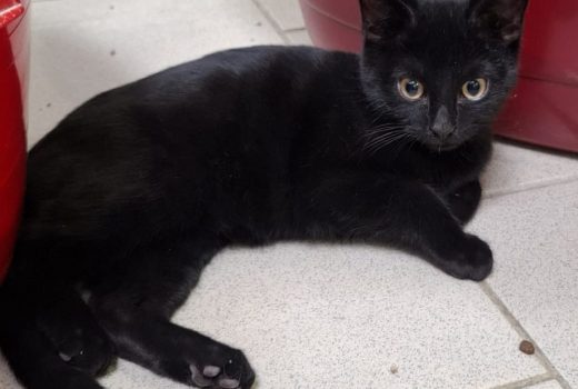 Maksim und Melas geb 07.2025