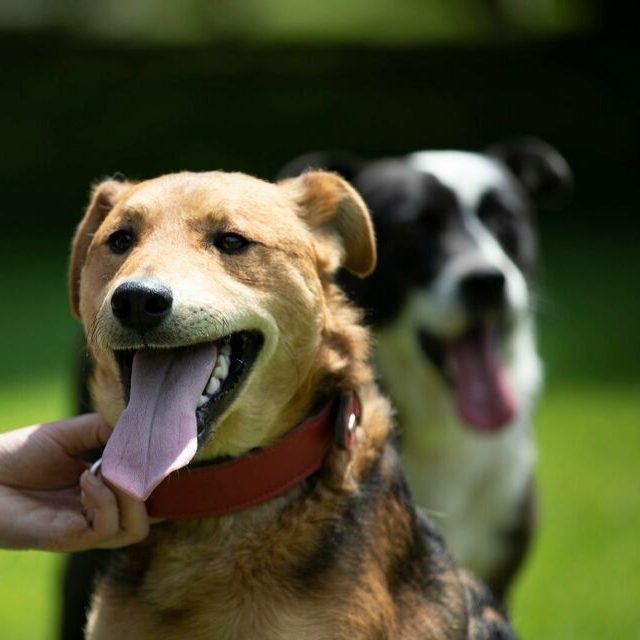 Hunde Grafik Zwei Hunde im Freien, einer mit braunem Fell und einer mit schwarz-weißem Fell, beide lächeln.
